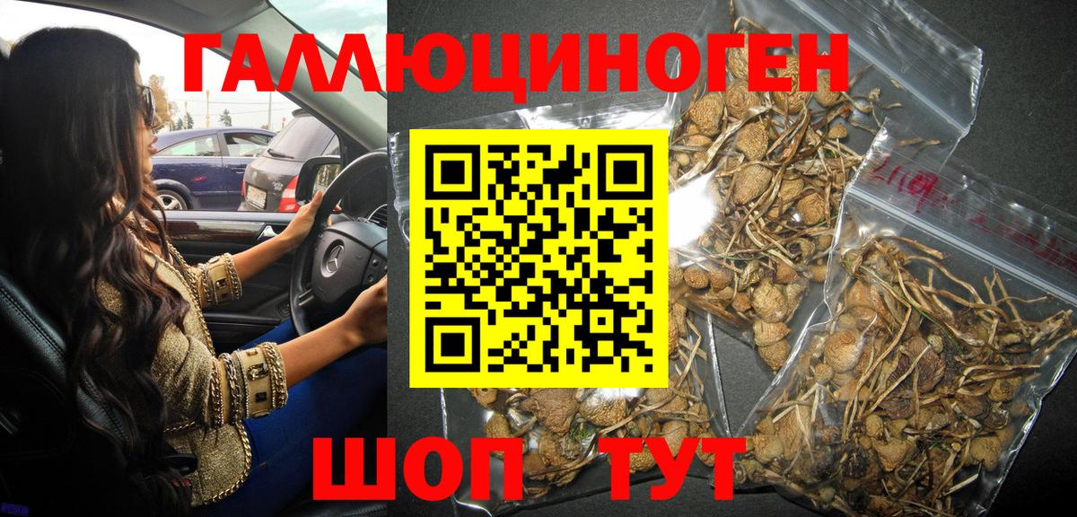 Псилоцибиновые грибы Cubensis Нижнеудинск